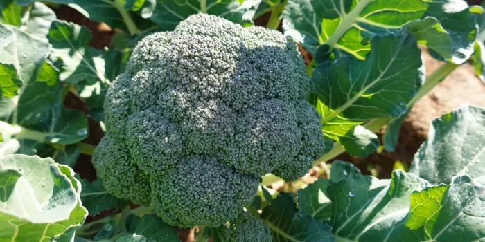 healthy vegetable garden plant concept, broccoli to harvest broccoli health food broccoli healthy vegetable garden plant concept, broccoli to harvest broccoli health food broccoli