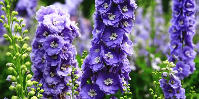 colorful delphinium or candle delphinium or english larkspur or tall larkspur flowers blooming in the garden colorful delphinium or candle delphinium or english larkspur or tall larkspur flowers blooming in the garden