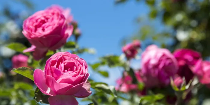 pink roses bush in the garden outdoors pink roses bush in the garden outdoors