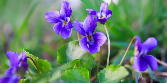 wild forest violet in the spring forest blooming close-up nature background sweet violet, english violet wild forest violet in the spring forest blooming close-up nature background sweet violet, english violet